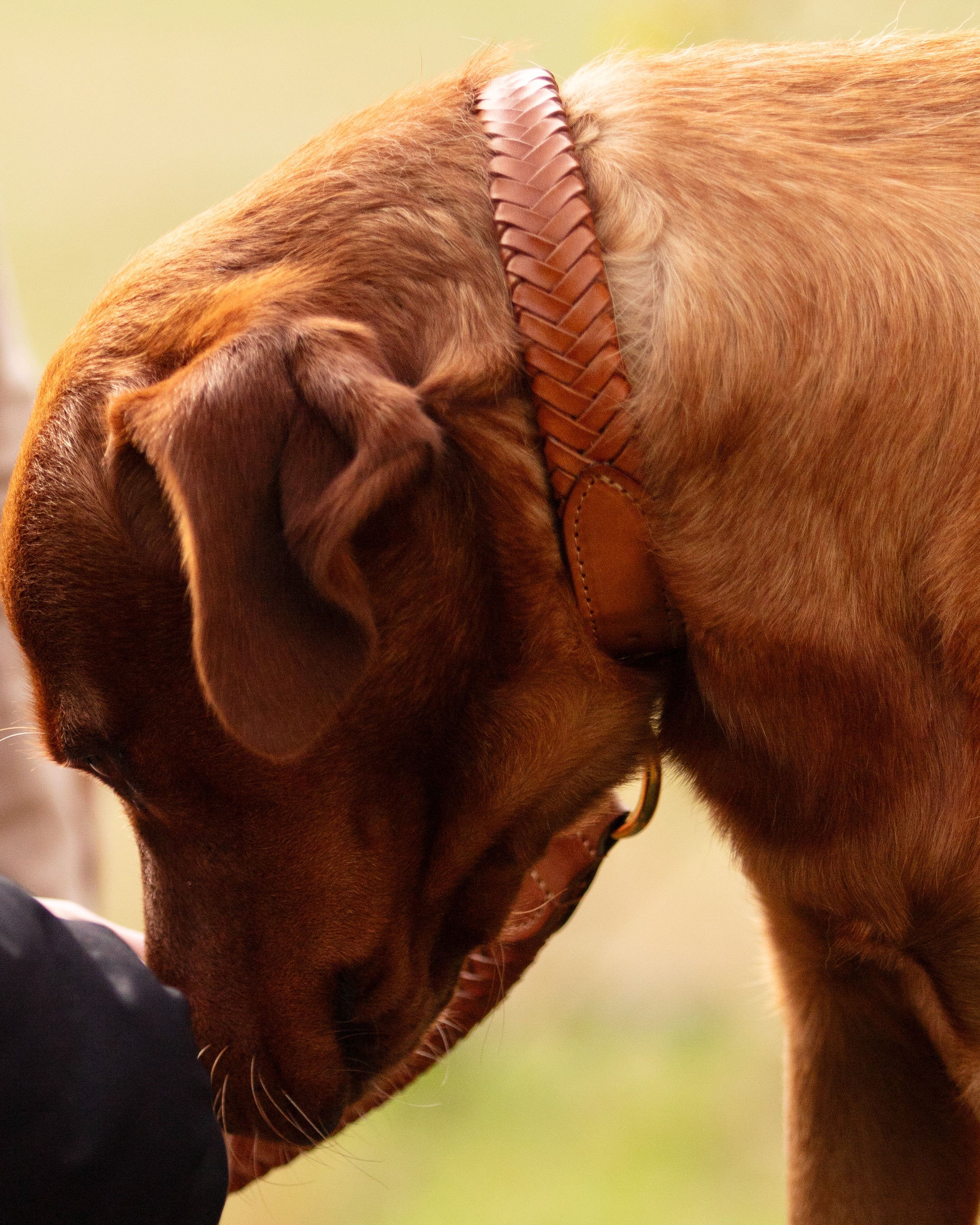 Plaited Dog Collar